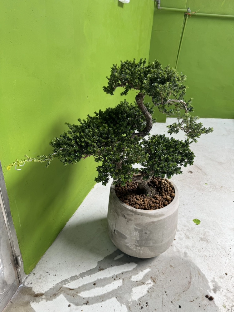 客製化種植圖片分享