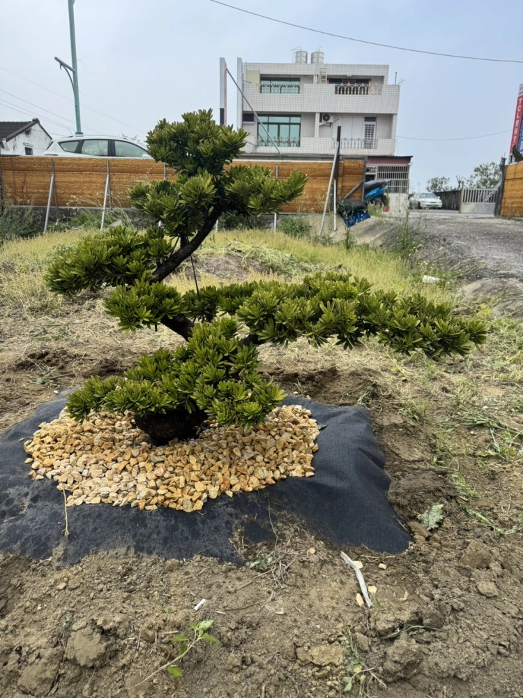 客製化種植圖片分享