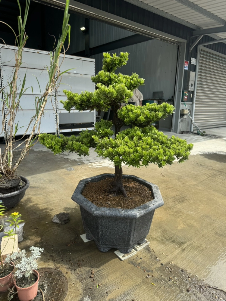 客製化種植圖片分享