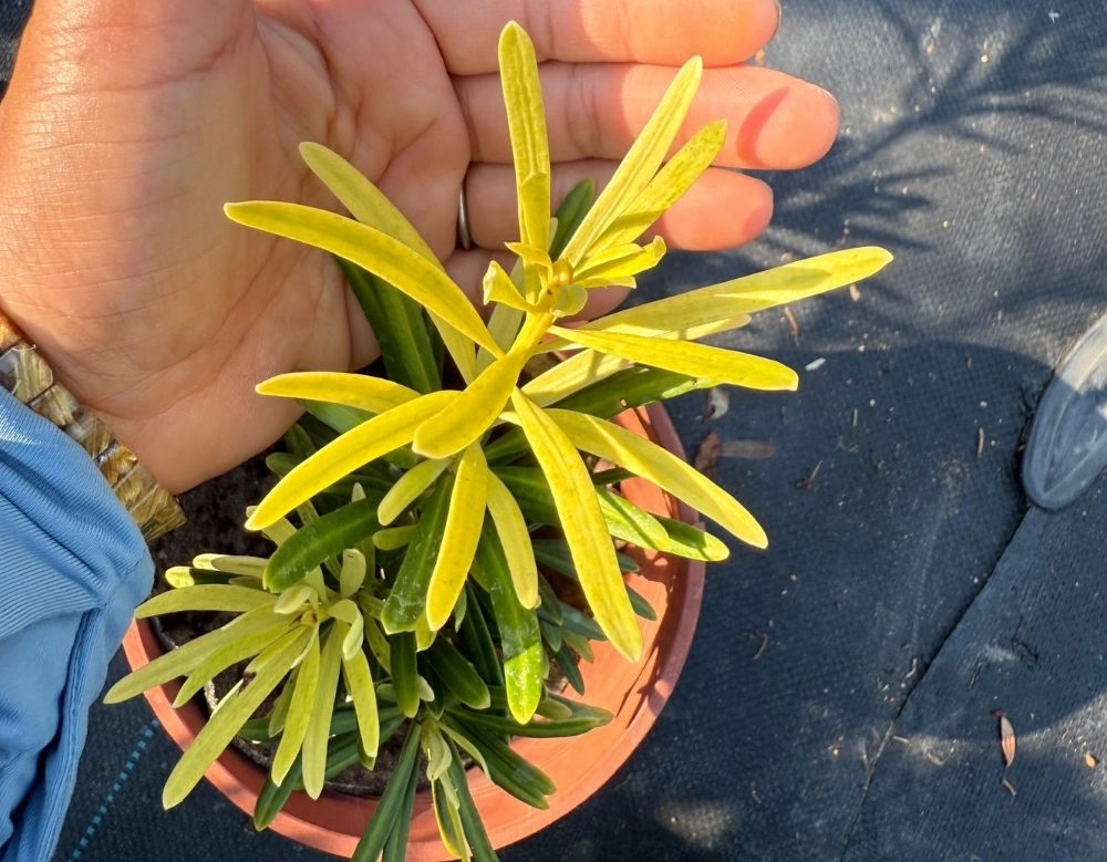 黃芽系列-黃金鑽(黃半年)