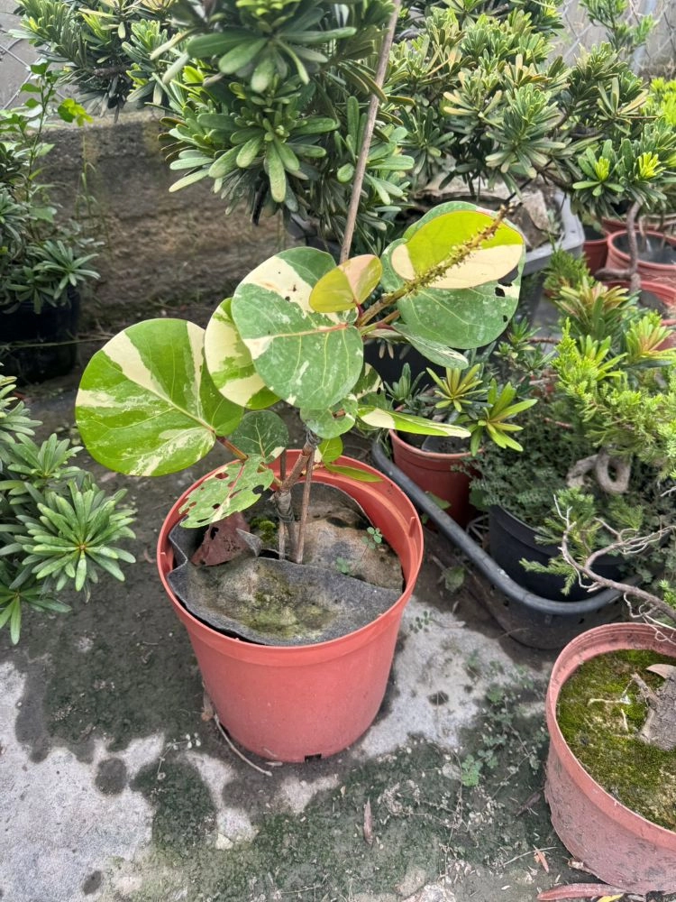 斑葉海葡萄