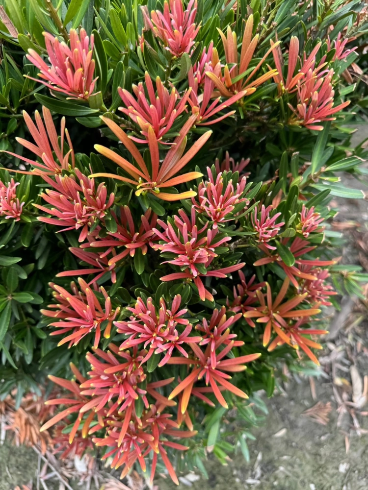 紅芽系列-四季紅