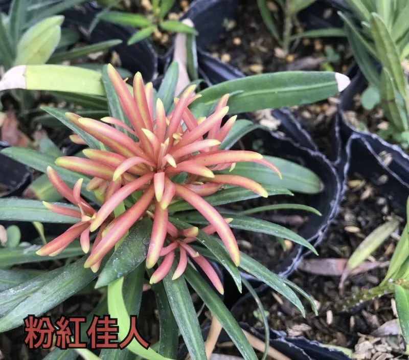 紅芽系列-粉紅佳人
