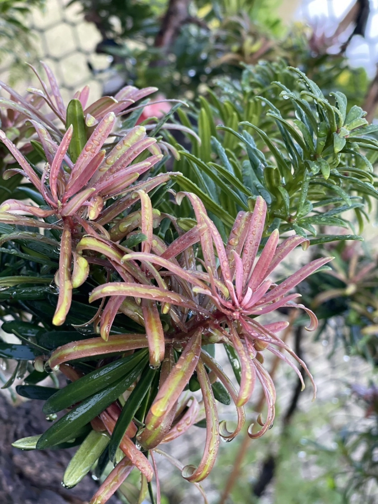 紫芽系列-玫瑰紅(鶴頂紅)5吋盆