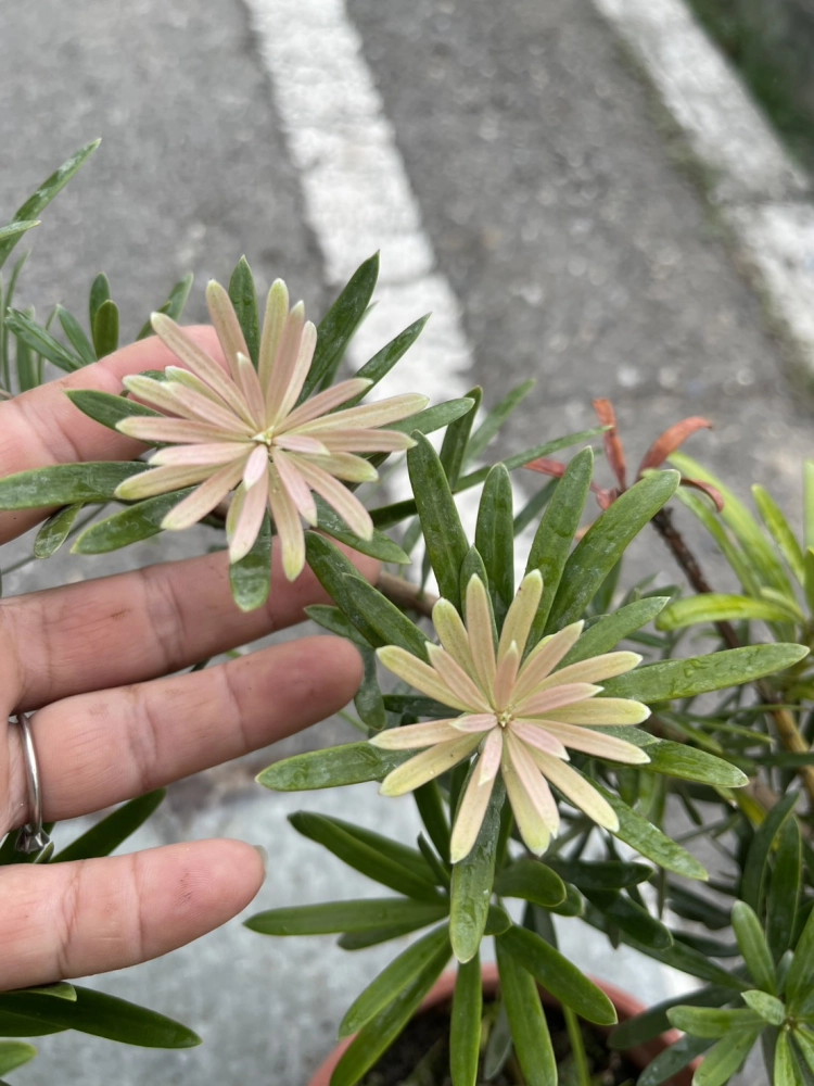 紫芽系列-紫薰衣(南菲紫芽)