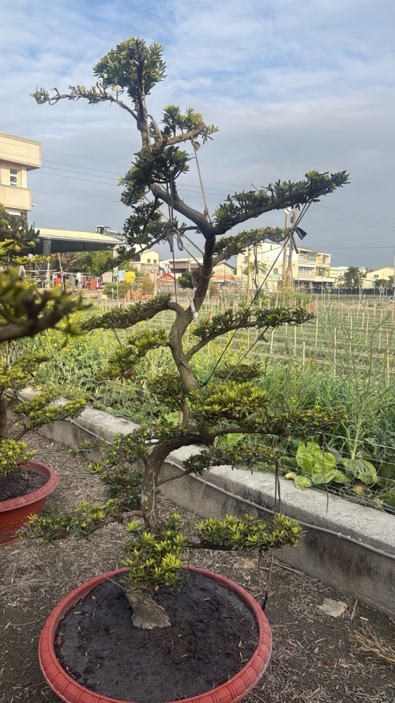 晶鑽雕型羅漢松