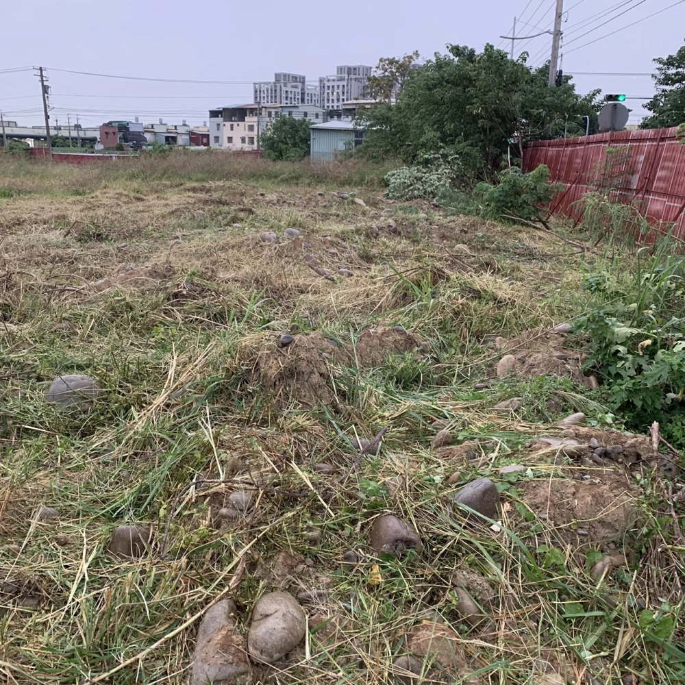 大里1100坪 雜芒草剔除