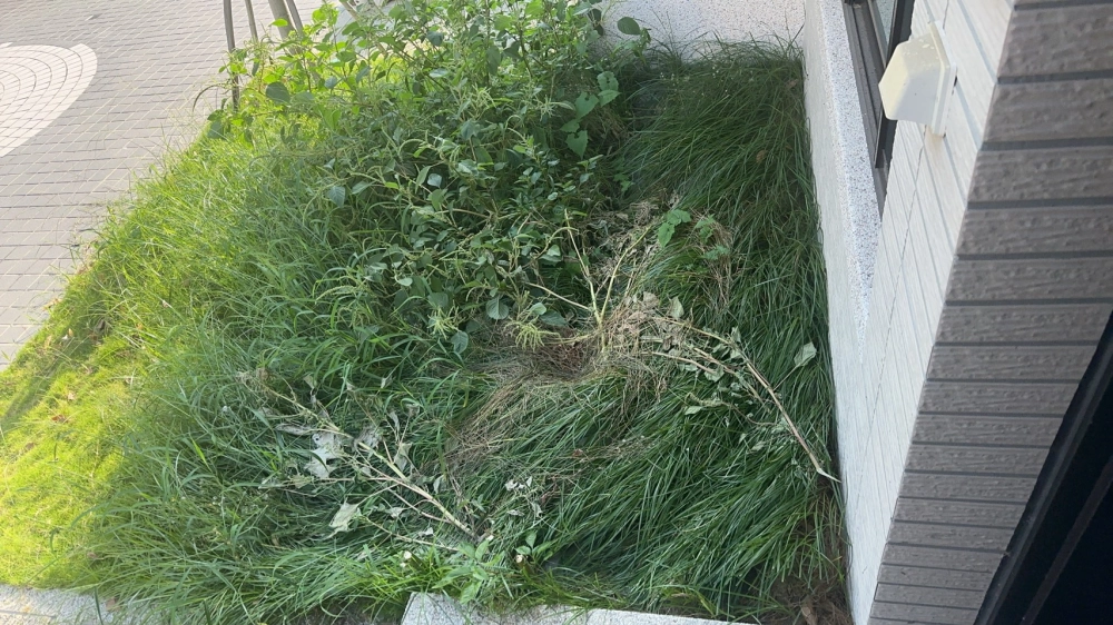 家庭式戶外庭院雜草處理