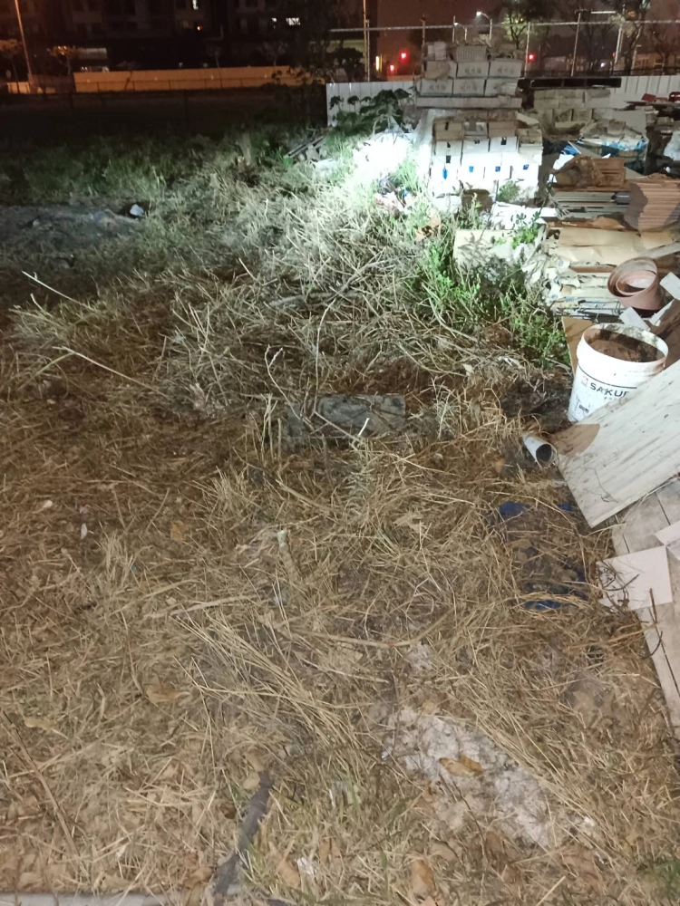 環保局發文 港都路雜芒草剃除清運