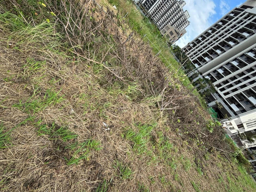 雜芒草剔除 清水