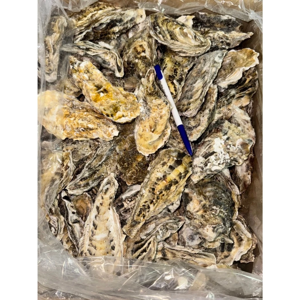非生食生蠔（全殼生蠔)1000克