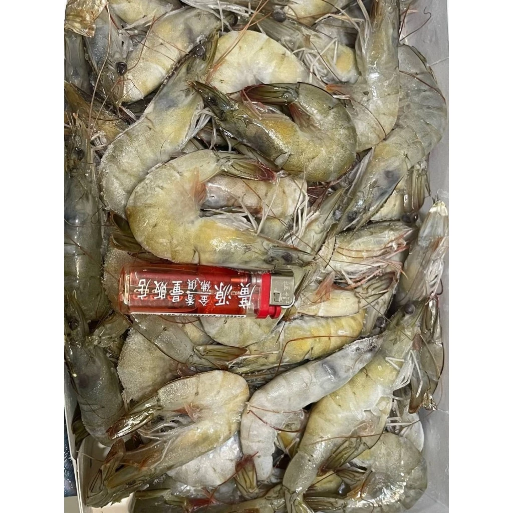 嚴選推薦 藍鑽蝦 