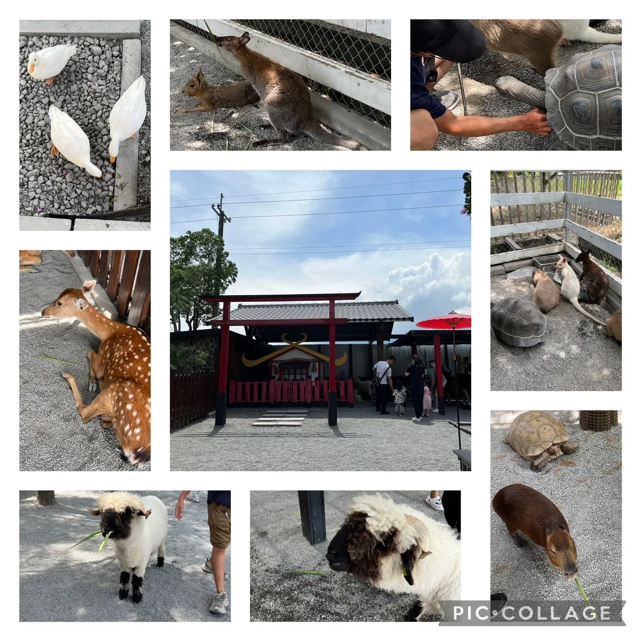 張美阿嬤農場