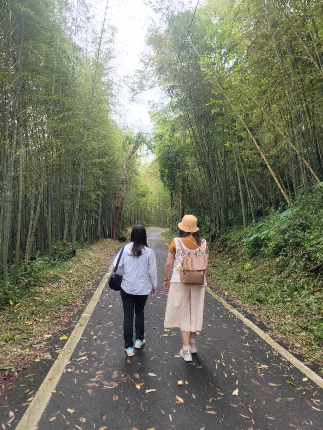嘉義梅山龍眼村碧湖竹林隧道｜嘉義包車旅遊