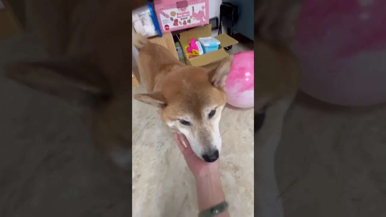 柴犬兄弟