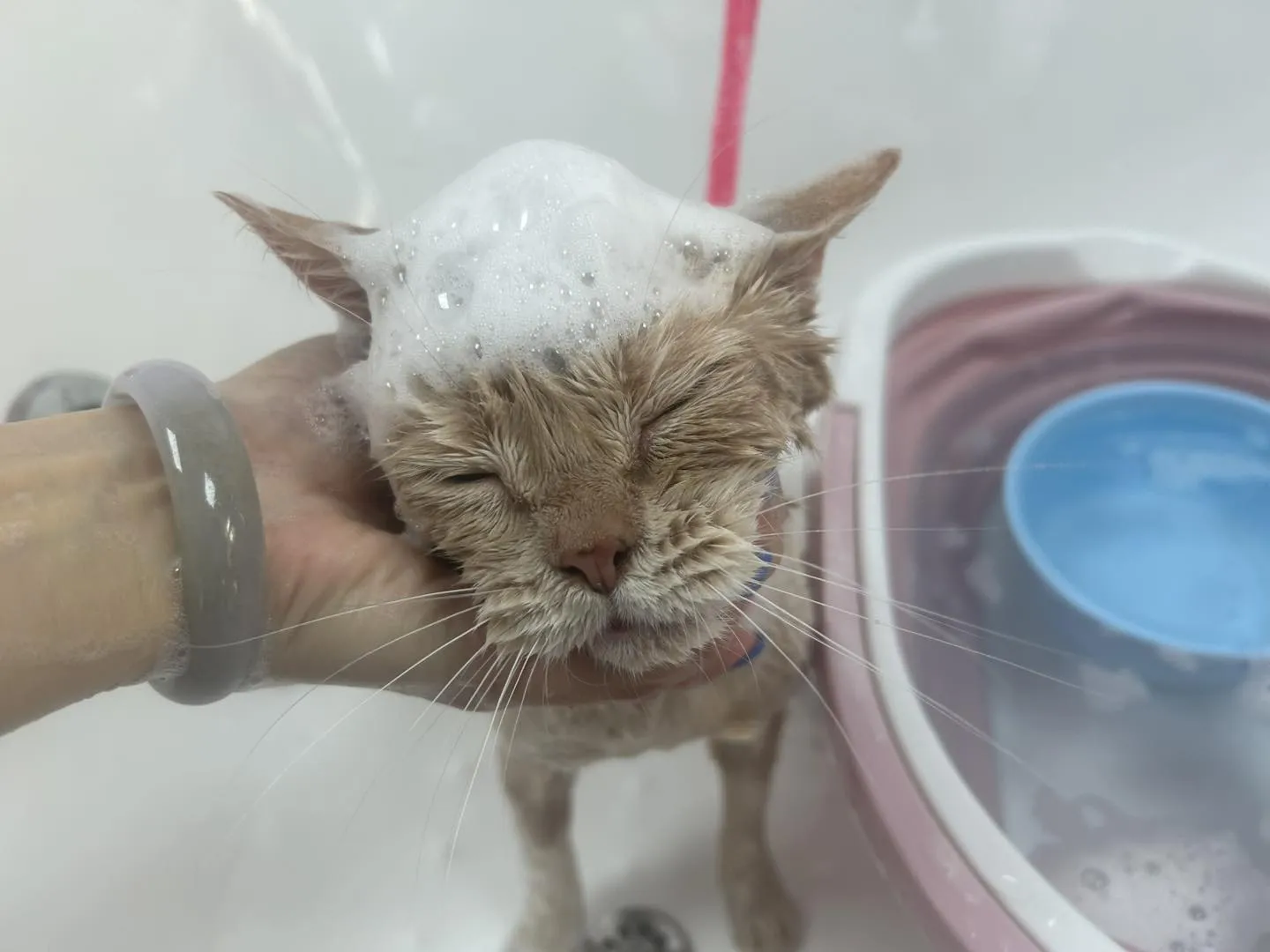 寶貝：妹妹