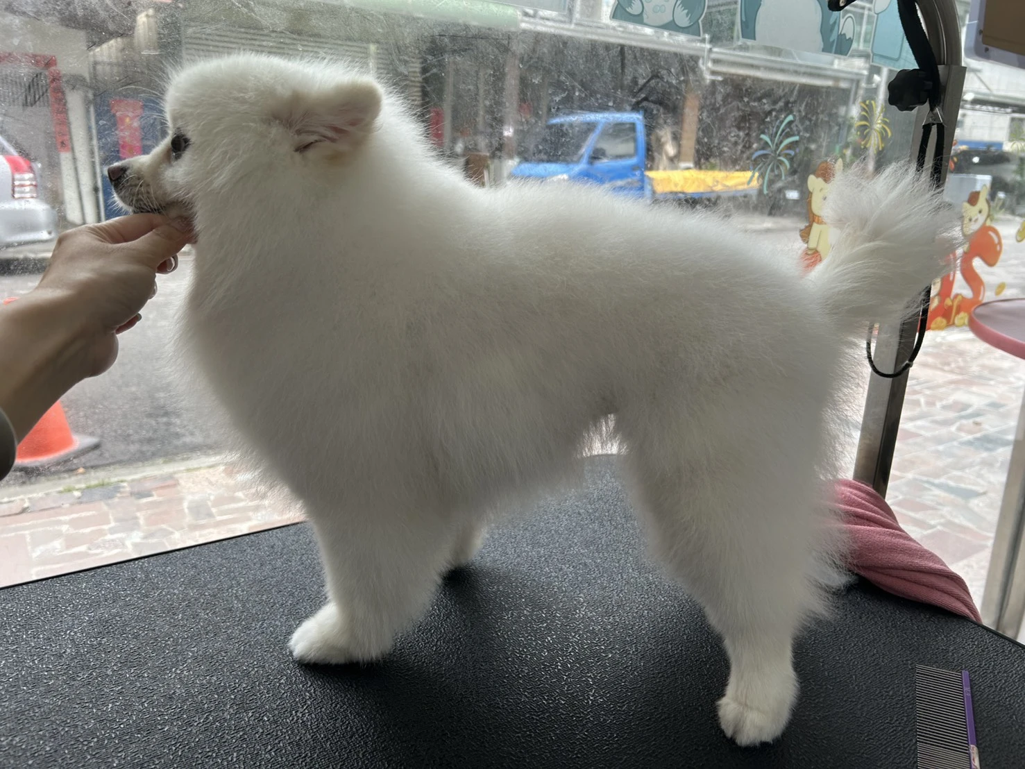 剪毛區