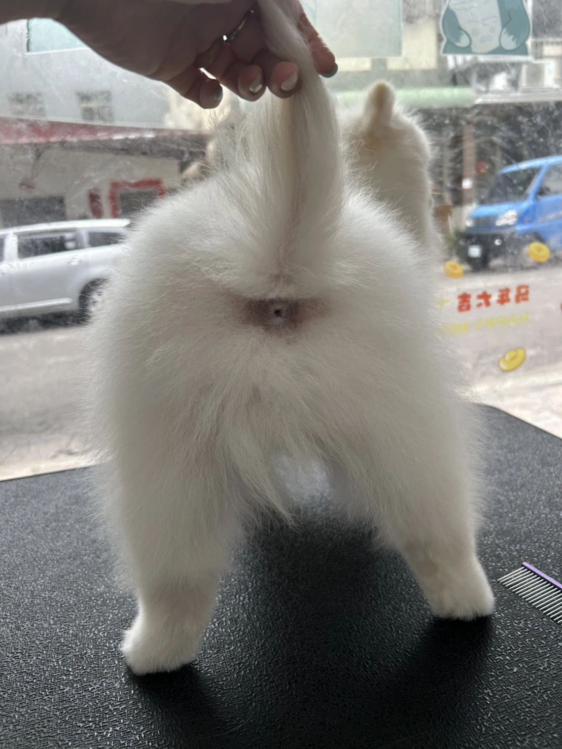剪毛區