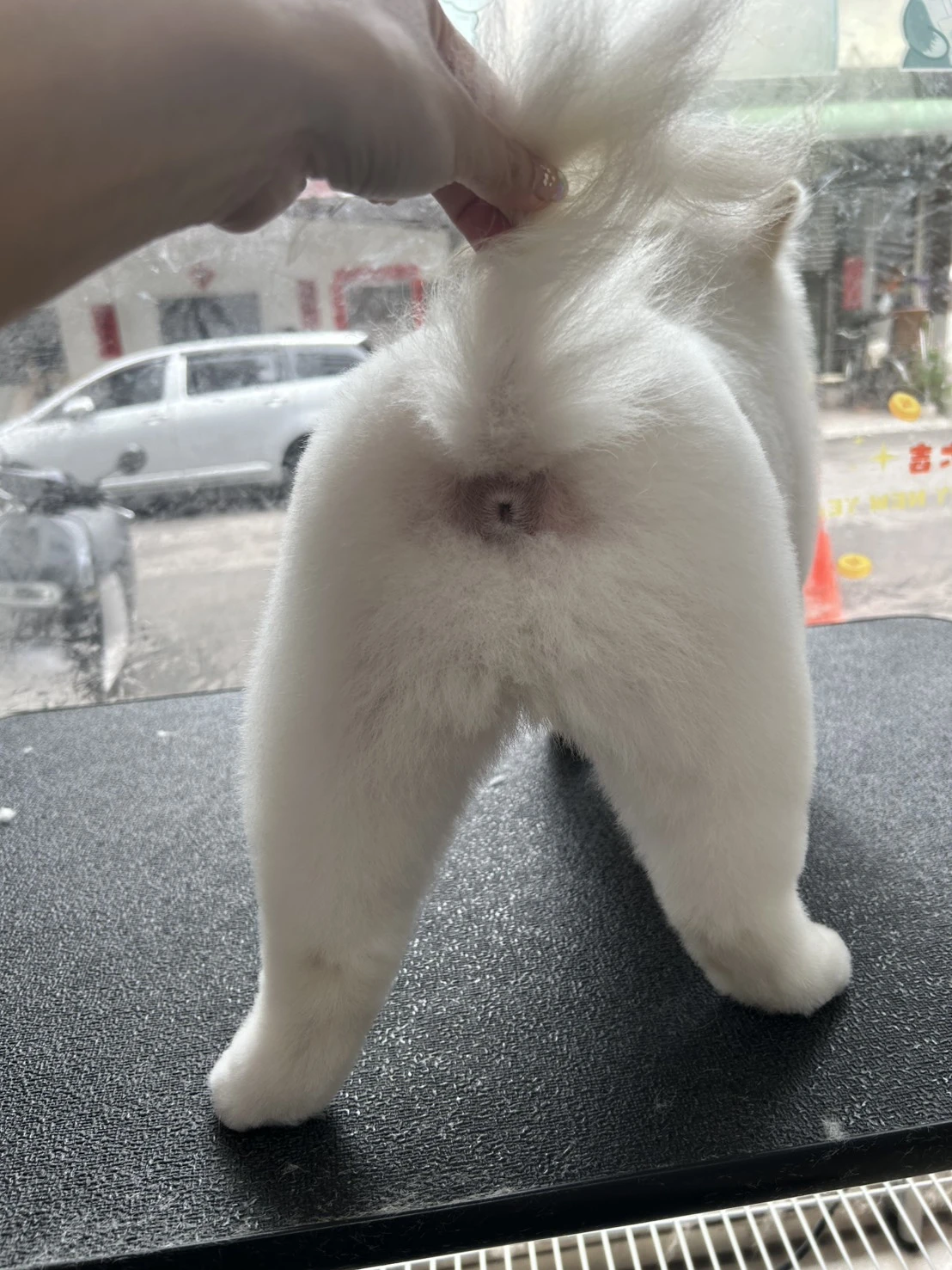 剪毛區