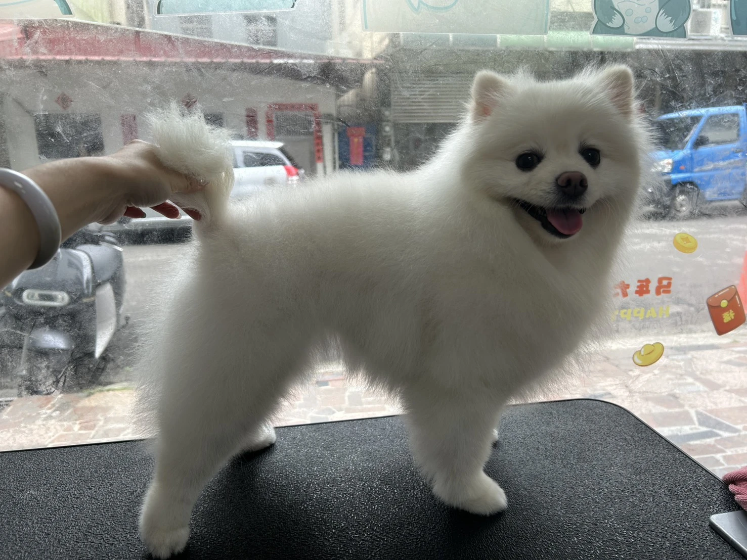 剪毛區