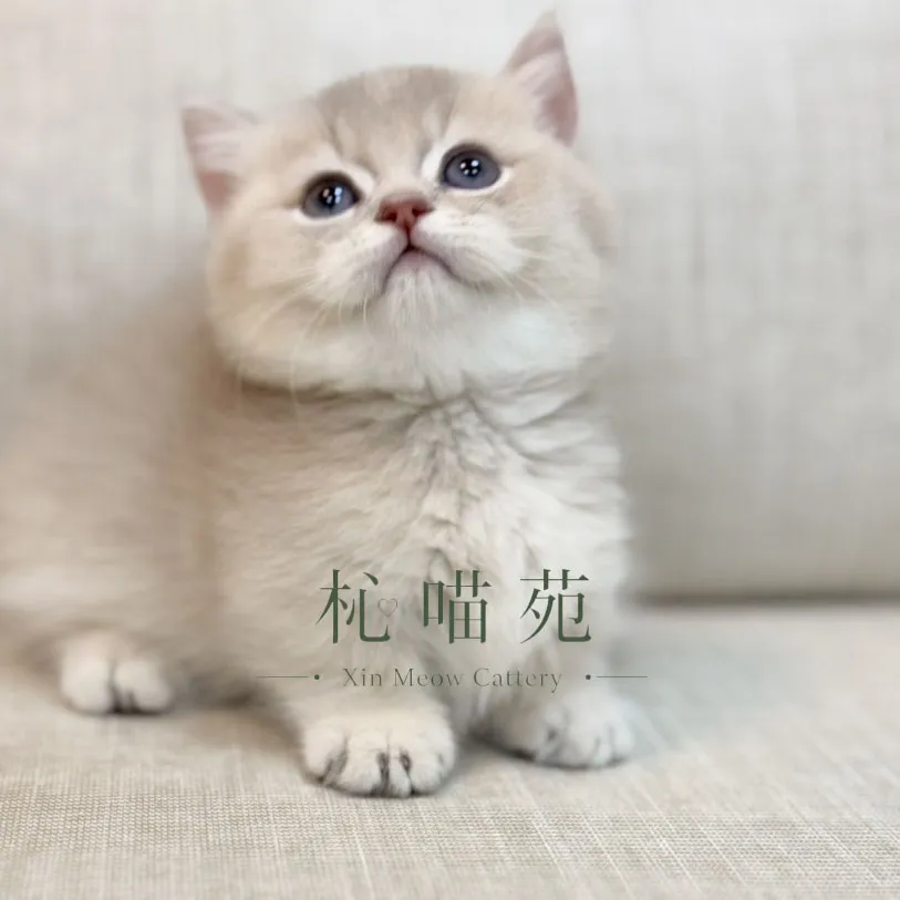 小步舞曲