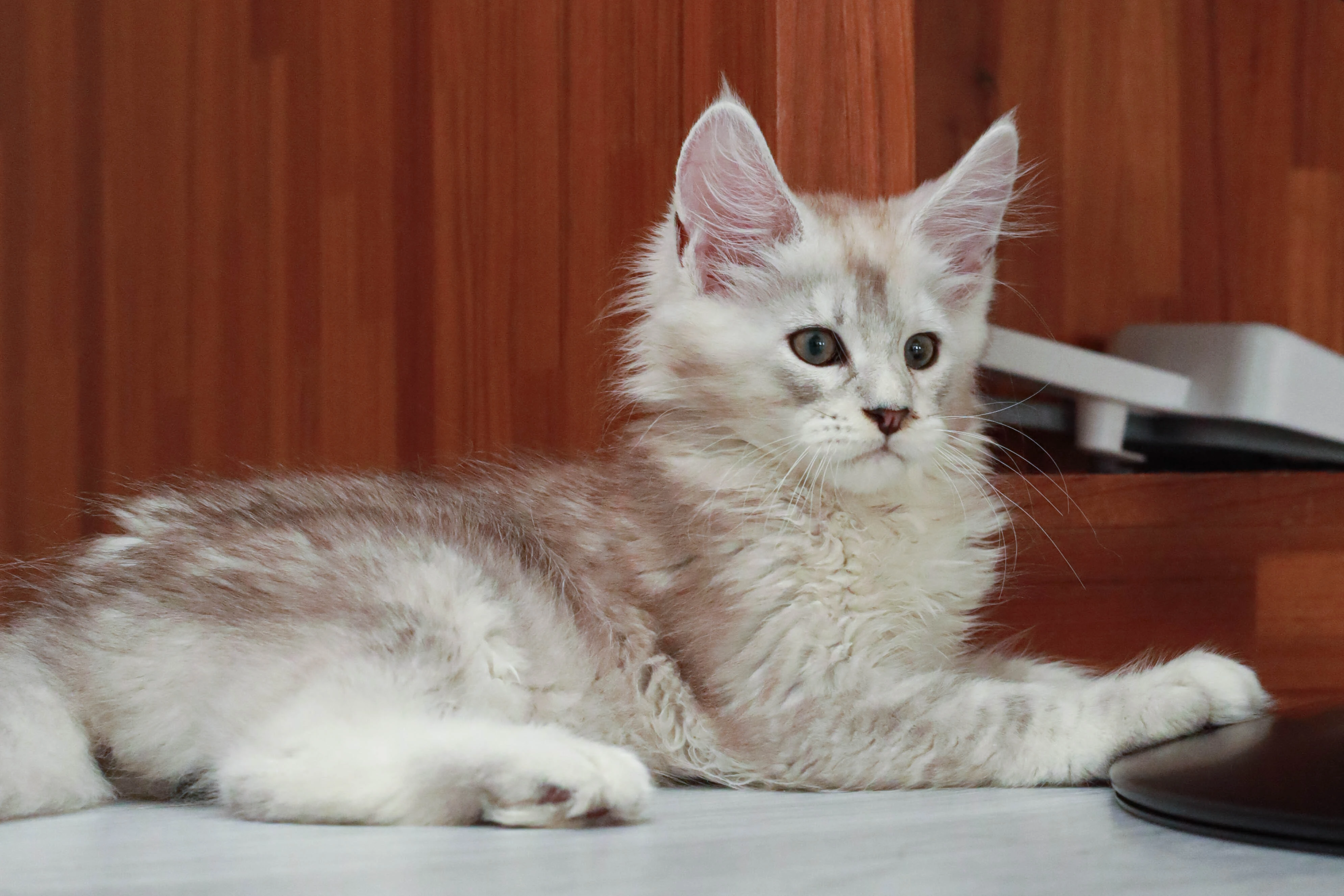 高影緬因弟弟