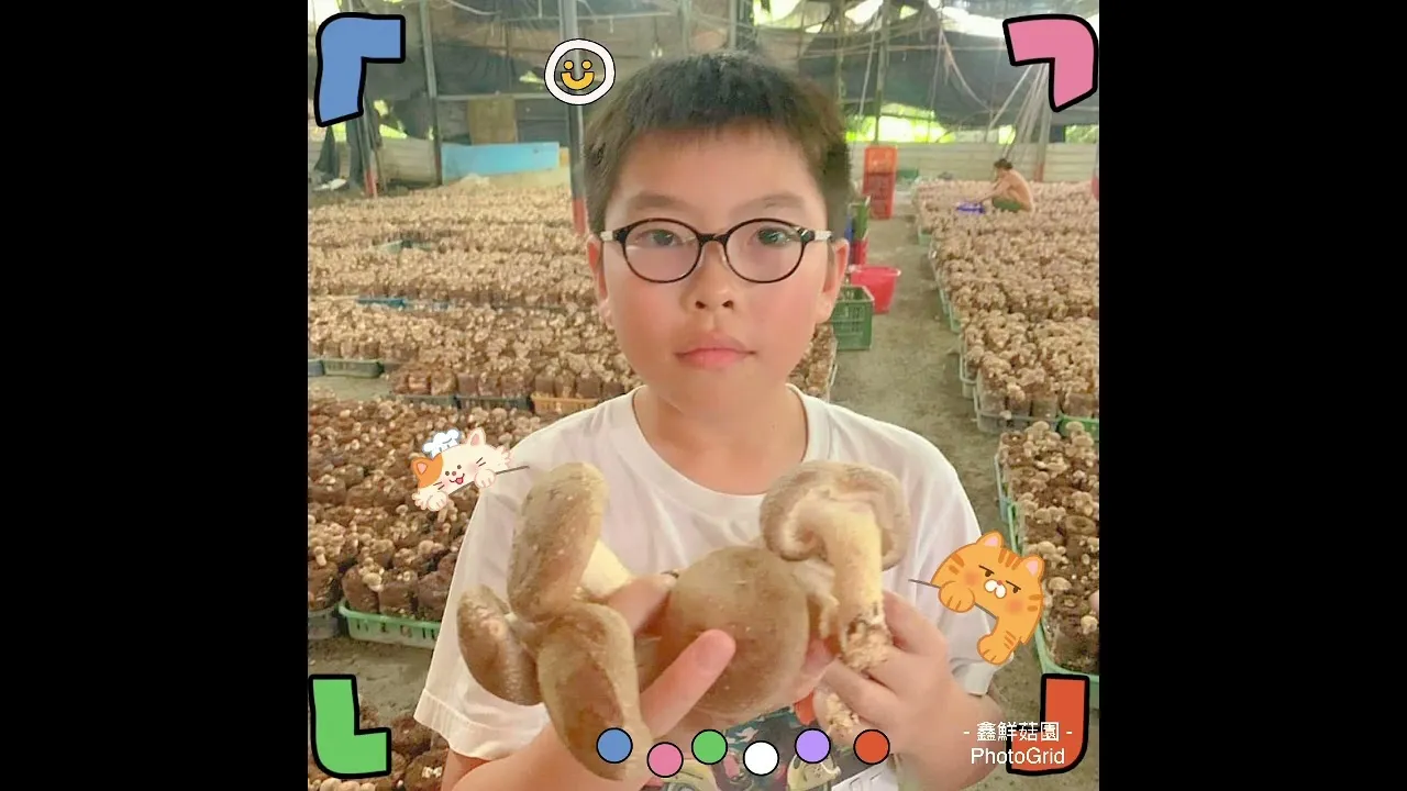 香菇包的菌絲生長