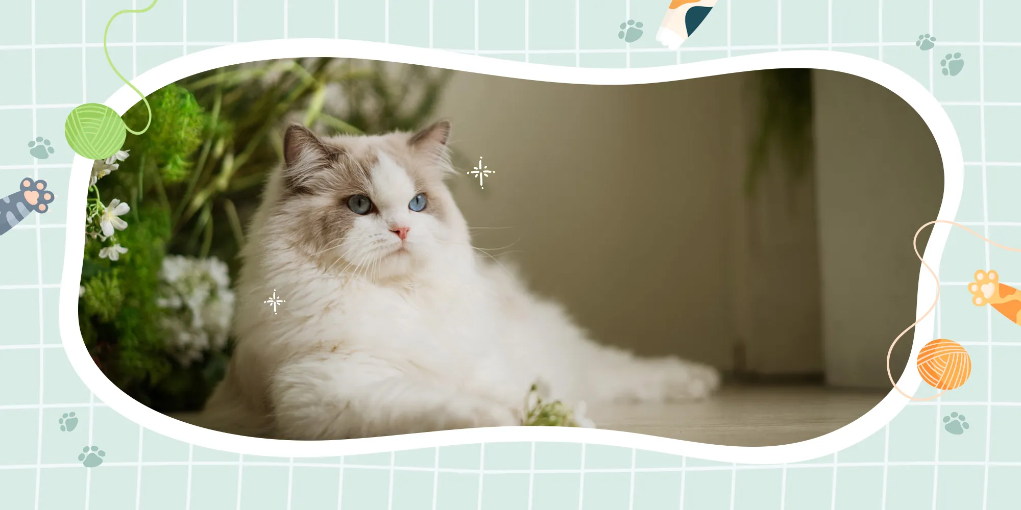 心逸貓舍-貓舍,布偶貓貓舍,雲林貓舍,虎尾貓舍