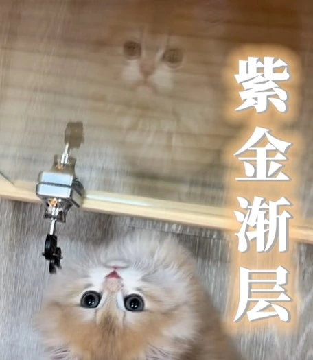 活潑又可愛還會一起跟你拍照的高顏值小貓貓！