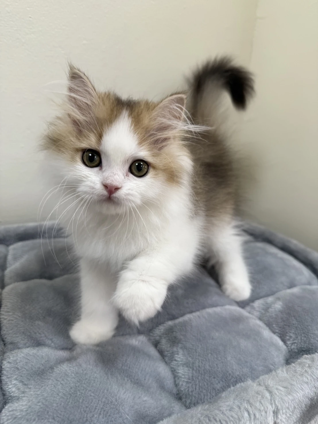 英長-金加白