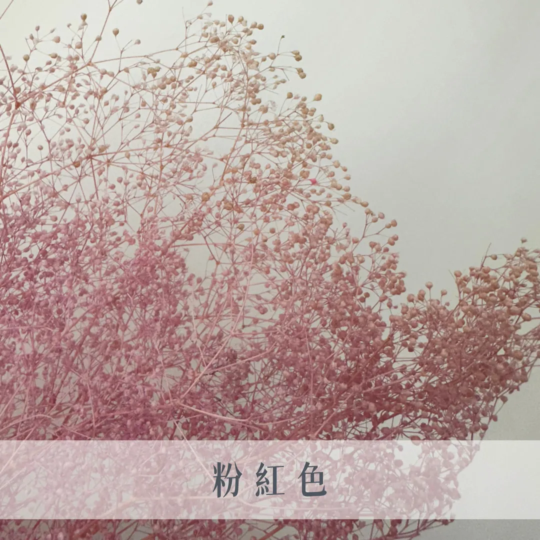 日本永生迷你滿天星