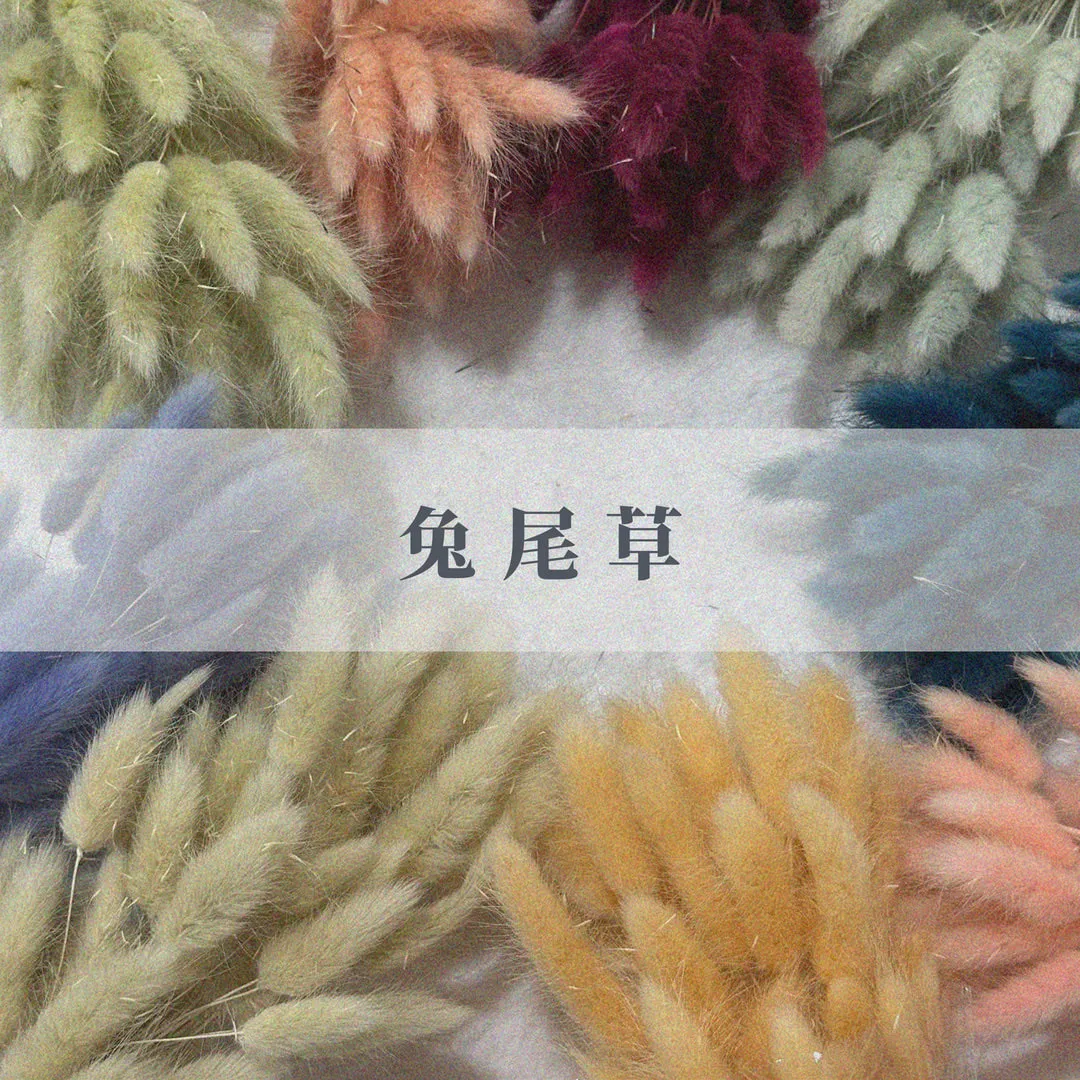 永生兔尾草（60枝裝）