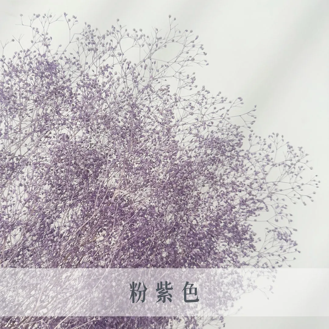 日本永生迷你滿天星