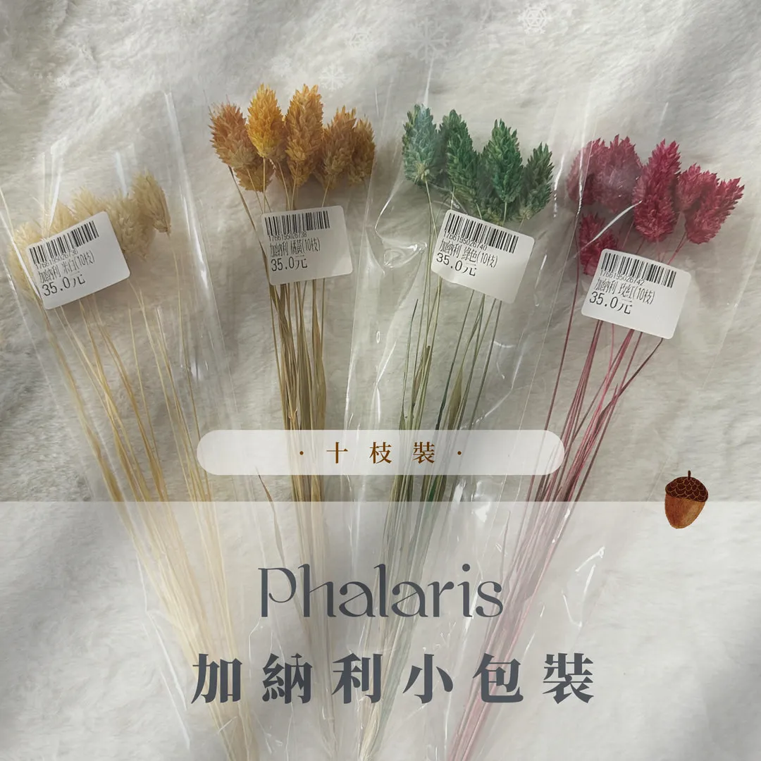 加納利小包裝（10枝裝）