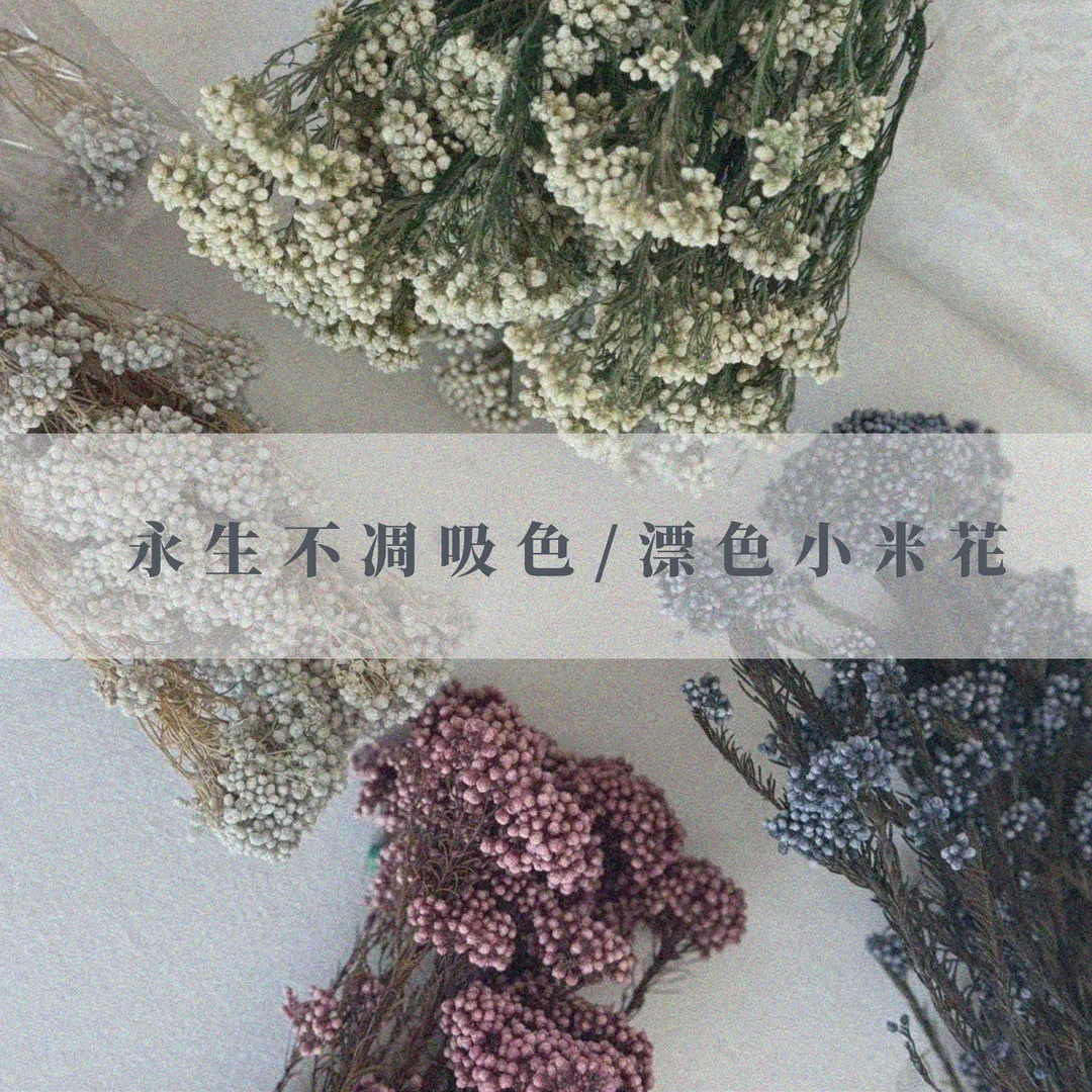 永生不凋吸色/漂色小米花