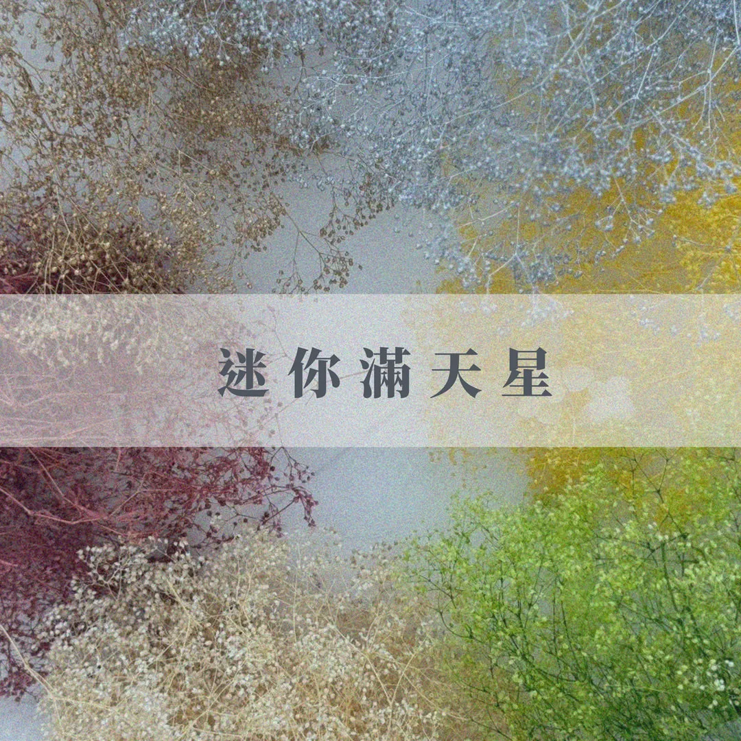 日本永生迷你滿天星