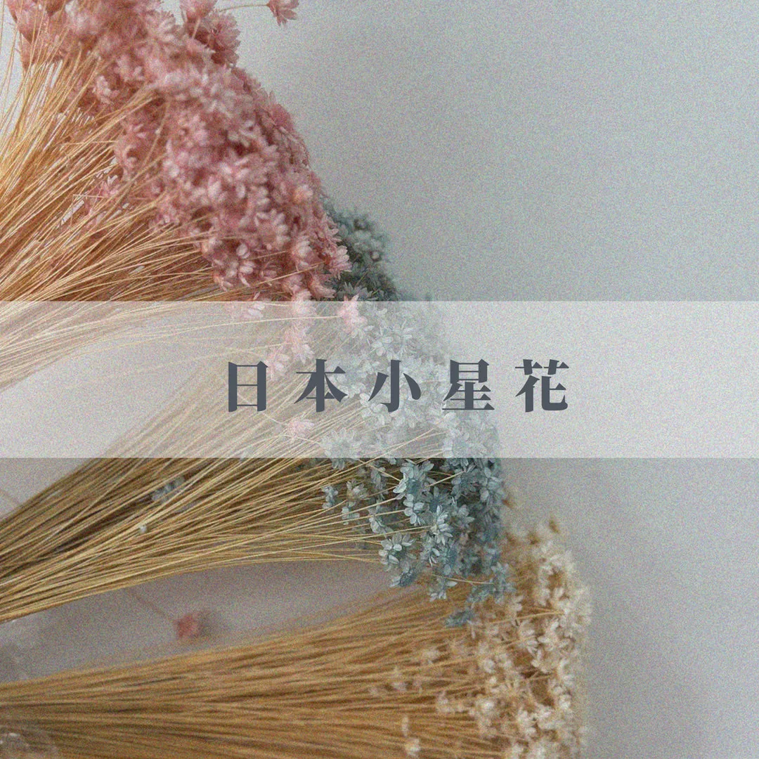 日本永生小星花