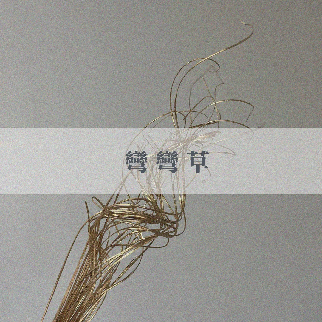 荷蘭乾燥彎彎草