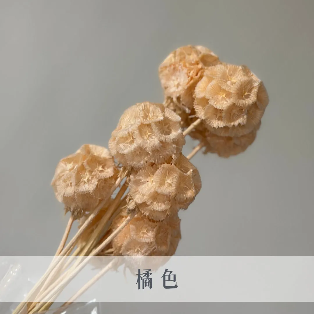 永生松蟲果（10枝裝）