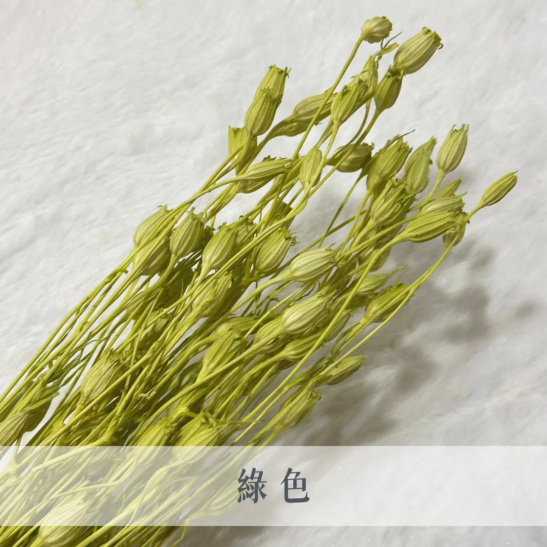 義大利乾燥小風鈴