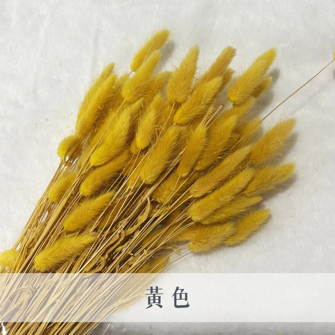 義大利乾燥兔尾草