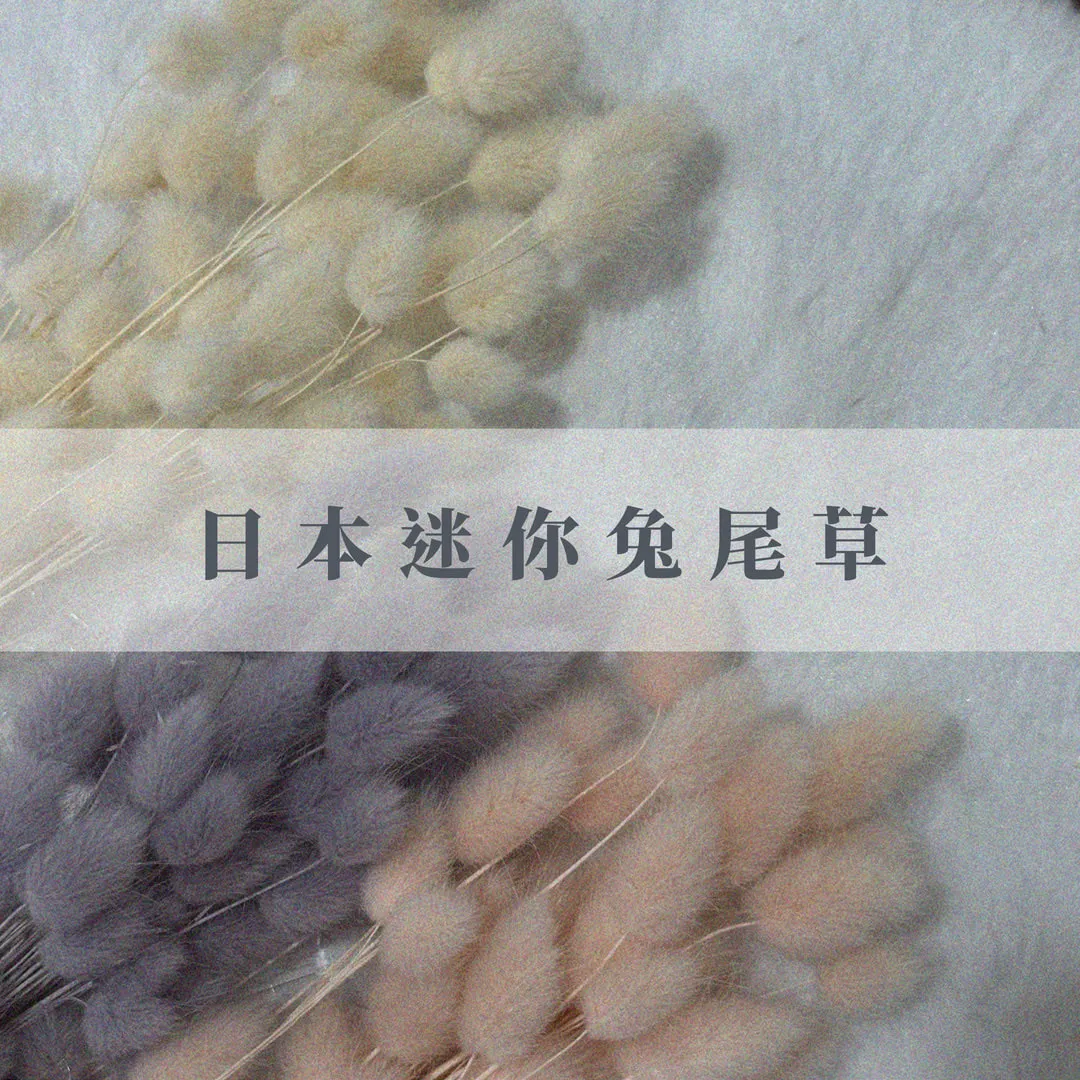 日本乾燥迷你兔尾草