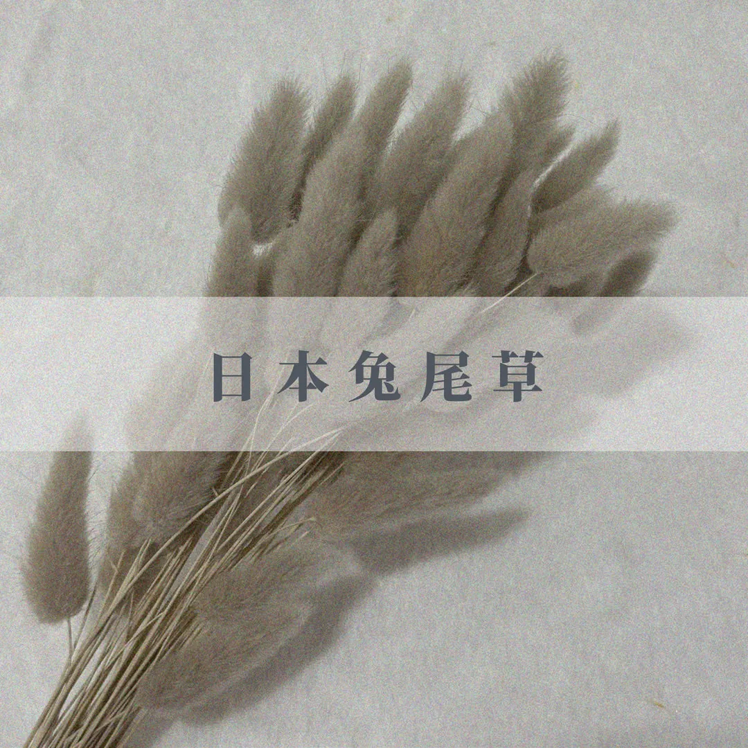 日本兔尾草