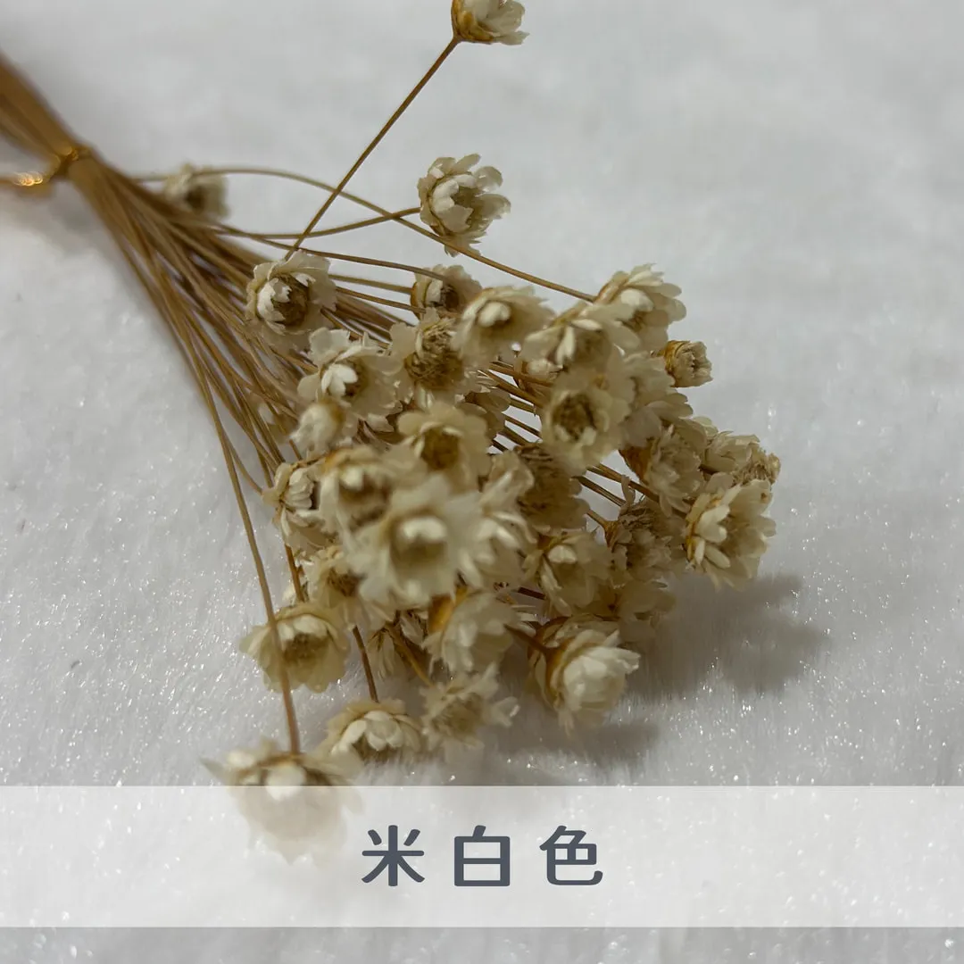 巴西小星花（50枝裝）
