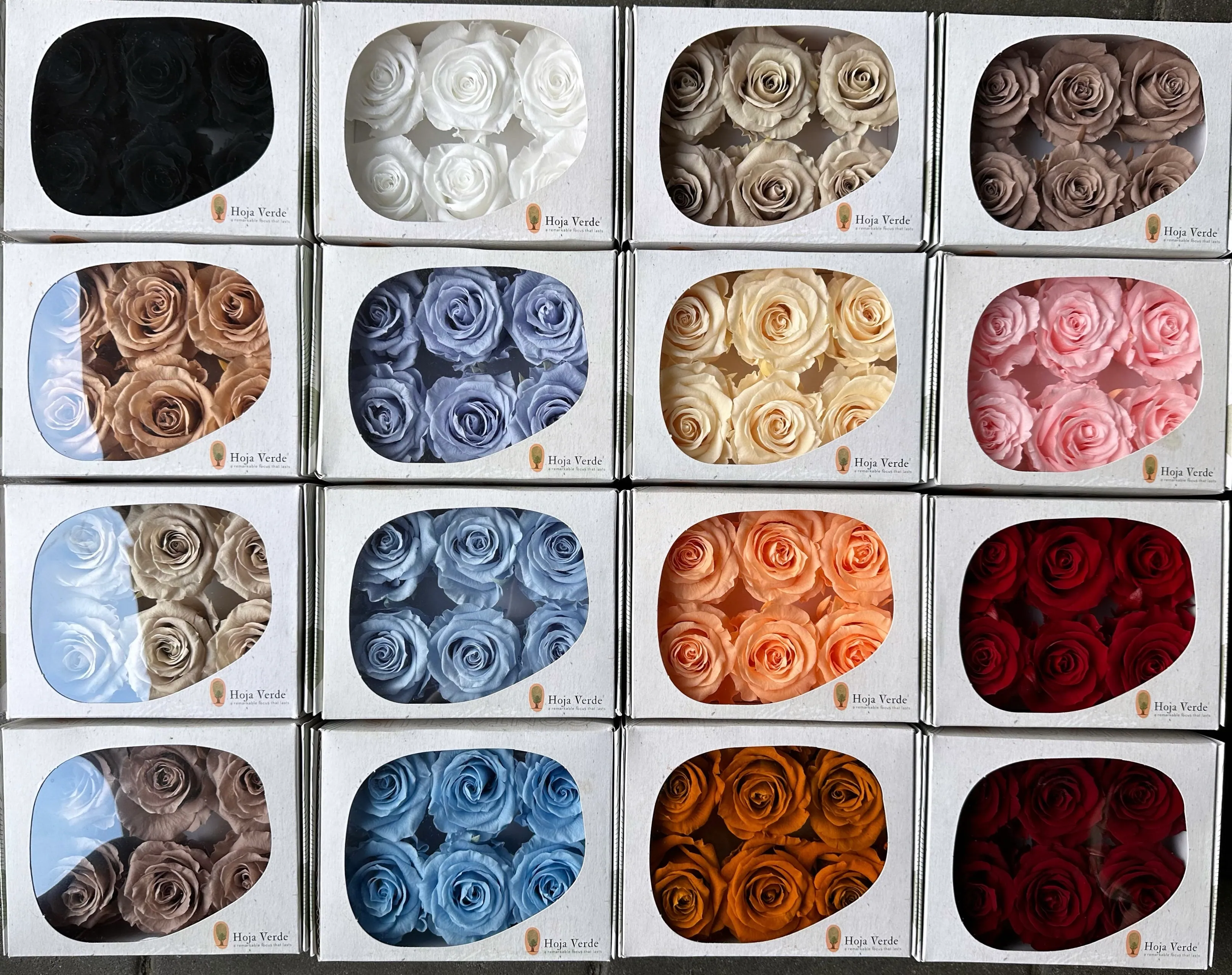 Hoja Verde(厄瓜多)6輪中