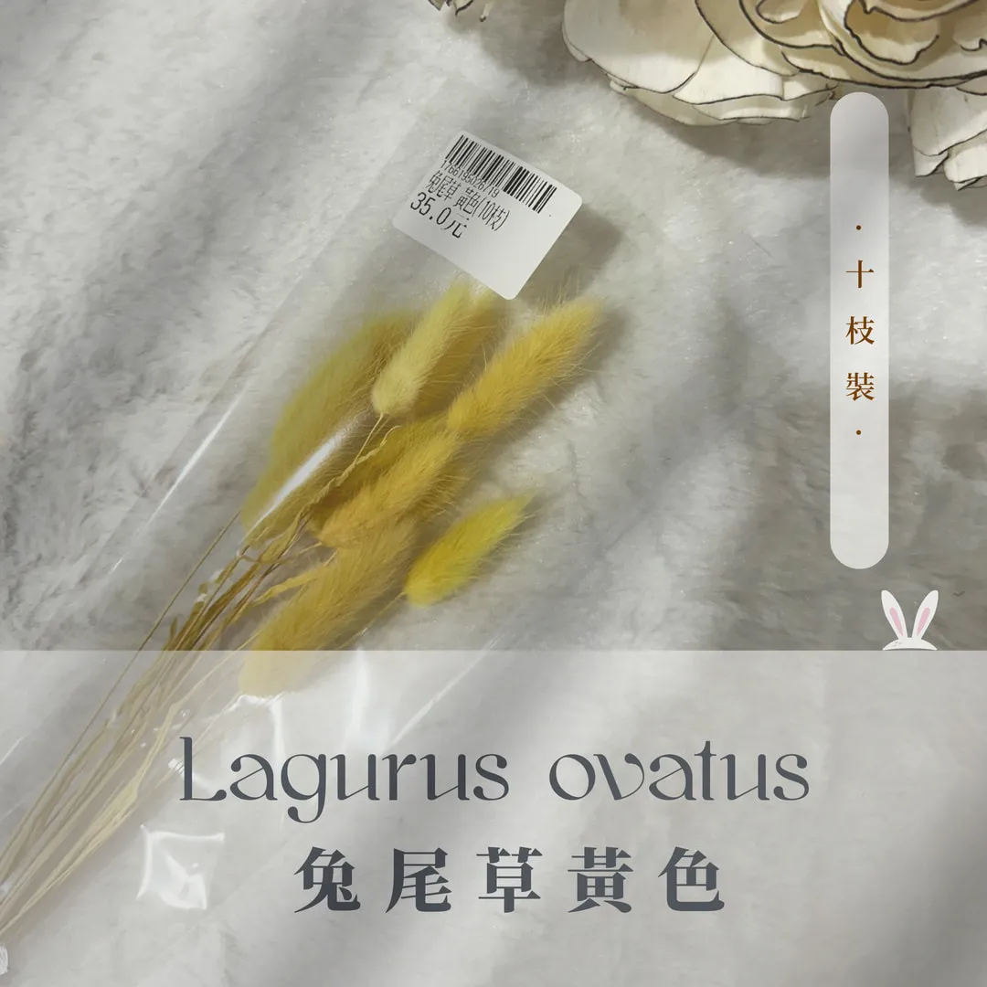 兔尾草小包裝（10枝裝）