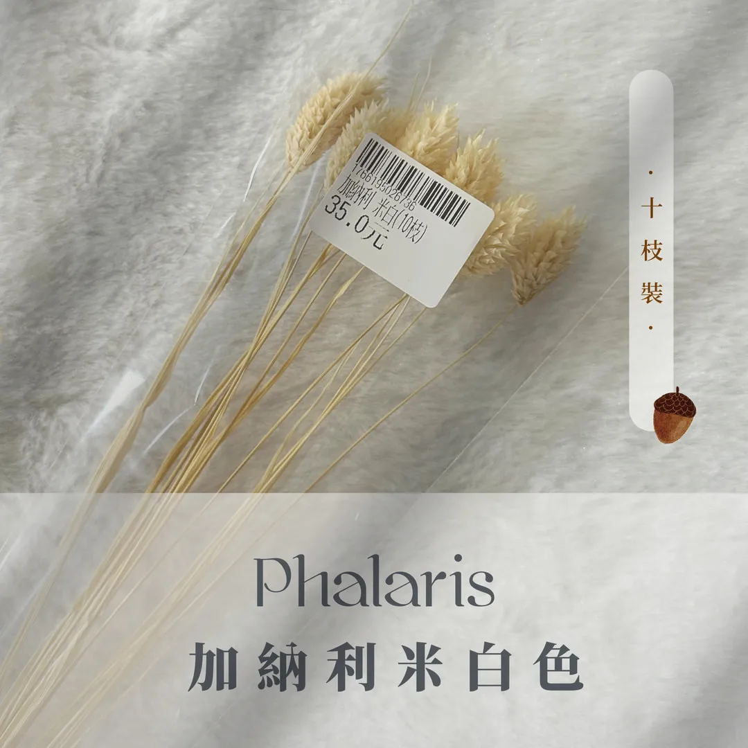 加納利小包裝（10枝裝）