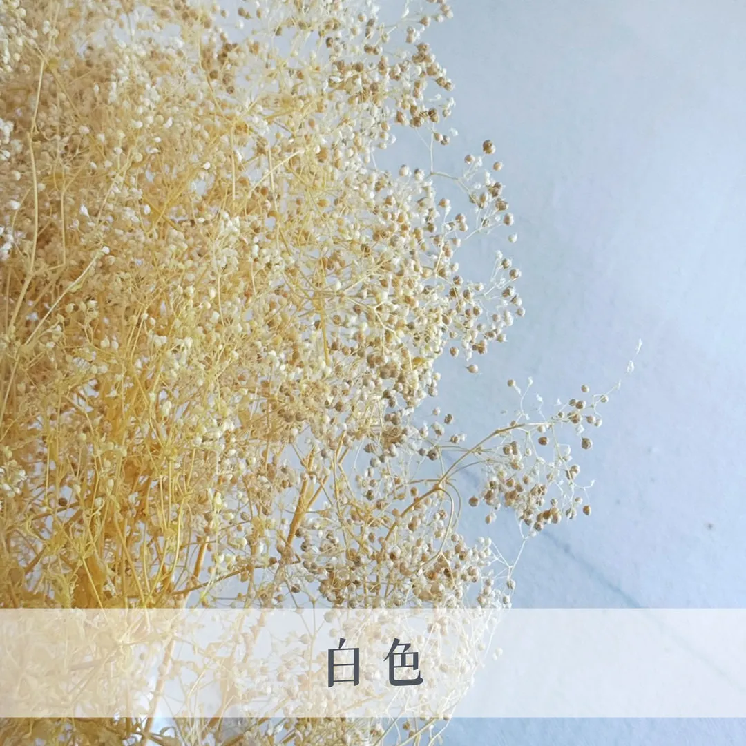 日本永生迷你滿天星