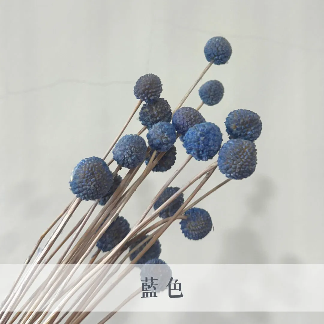 乾燥迷你金仗球