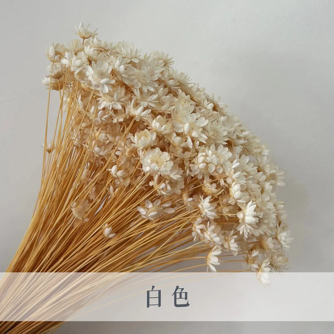 日本永生小星花